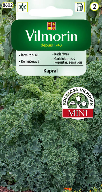 Jarmuż Kapral niski 2g
