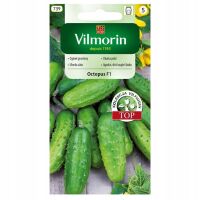 Ogórek Octopus F1 1.5g Vilmorin Gruntowy Do Konserwowania