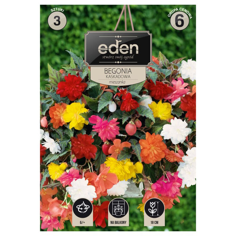 Begonia bulwiasta kaskadowa mix 3 szt. Vilmorin 6/+