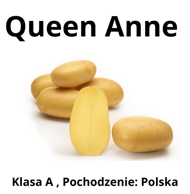 Ziemniaki sadzeniaki Queen Anne - PL, Klasa A, kal. 30-50mm, opakowanie  25 kg