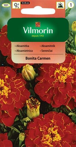 Aksamitka rozpierzchła pełna czerwono żółta Bonita Carmen 1g