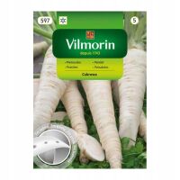 Pietruszka Cukrowa Na Taśmie 7m Wczesna