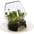 Kiełkownica słoikowa Twist-off + nasiona BROWIN 745747 580 ml - 3
