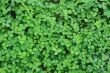 Koniczyna drobnolistna Lawn Clover 500 g · Samonawadniająca murawa - 3