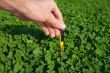 Koniczyna drobnolistna Lawn Clover 500 g · Samonawadniająca murawa - 6