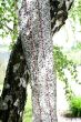 Lep na muchy w rolce Eco, 25 cm x 10 m, Kerbl - 4