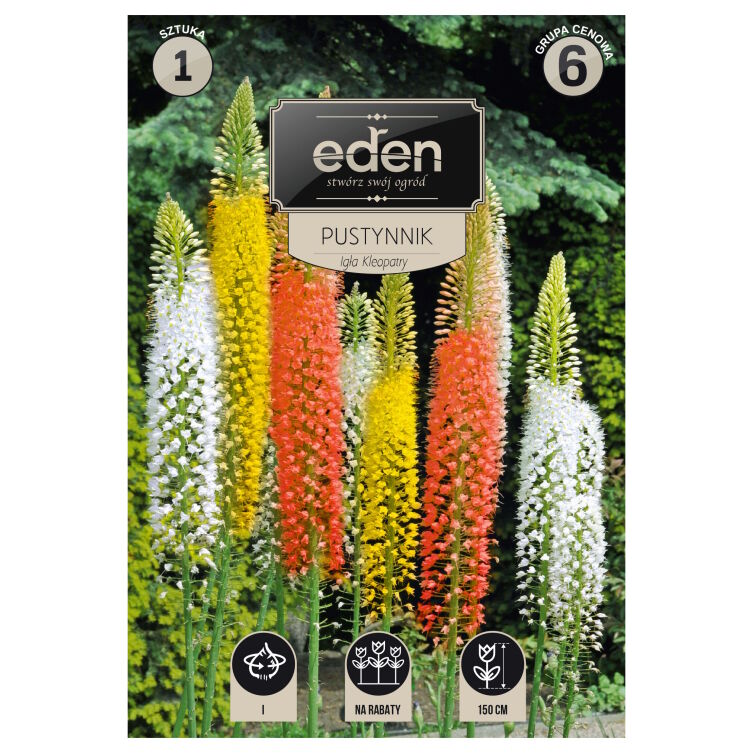 Pustynnik Igła Kleopatry Eremurus 1 szt. Eden pomarańczowy