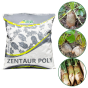 Burak Pastewny Zentaur Poly – Nasiona Nieotoczkowane 500g