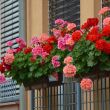 Planton K nawóz do pelargonii i roślin kwitnących 200 g Plantpol - 4