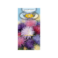 Aster igiełkowy Karłowy mix 1g
