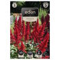 Tawułka Astilbe czerwona 1 szt. Vilmorin Eden Astilbe arendsii