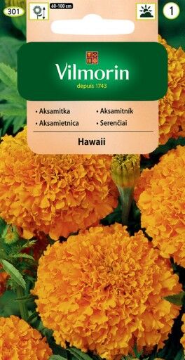 Aksamitka Pomarańczowa Wzniesiona Hawaii 1g