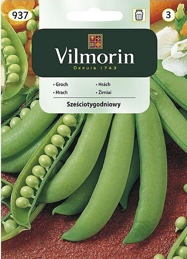 Groch Sześciotygodniowy Vilmorin 40g