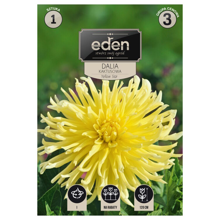 Dalia kaktusowa Yellow Star żółta 1 szt. Vilmorin kłącze I