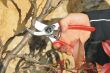 Sekator ręczny Felco 2 21.5 cm rozmiar L - 5