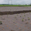 BioWłóknina ściółkująca 0.8 x 50 m  Agrimpex - 8