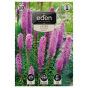 Liatra kłosowa Liatris spicata fioletowa 10 szt. Vilmorin 8/10