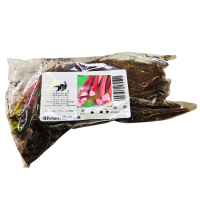 Rabarbar Red Champagne Rheum kłącze sadzonka 1 szt.