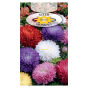 Aster peoniowy  Mieszanka 1g
