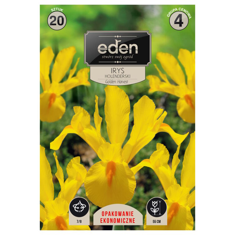 Irys holenderski Golden Harvest żółty 20 szt. Vilmorin cebulki 7/8