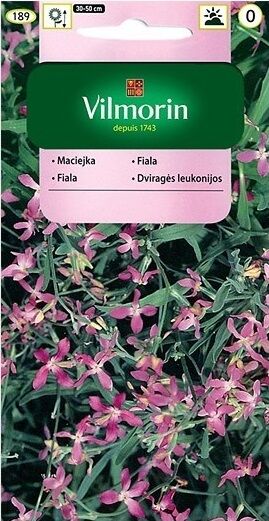 Maciejka 4g Matthiola bicornis nasiona pachnąca wieczorna do rabat balkonów