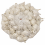 Cebula Dymka Biała White Globe 250g do Sadzenia Plenna