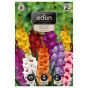 Mieczyk mix 8 szt. Vilmorin bulwy 10/12 Gladiolus